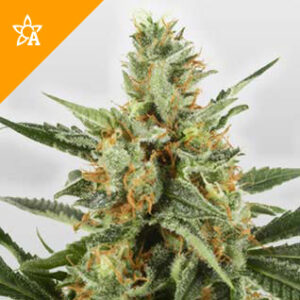 WSS Skunk Automatic Seeds