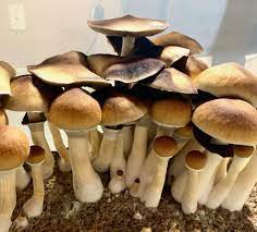 Amazonian Cubensis