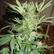 Buy White Rhino Kush